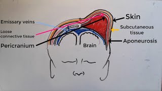 Caput Succedaneum V Cephalohematoma  a comprehensive explanation [upl. by Levinson]