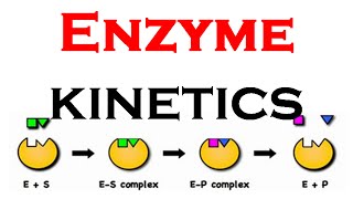 Enzyme kinetics animation [upl. by Hutchings]