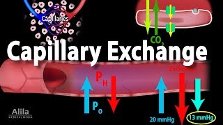 Capillary Exchange and Edema Animation [upl. by Aztiraj]