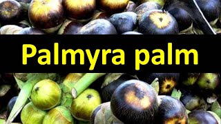 How to grow Palmyra Palm Borassus flabellifer [upl. by Noek829]