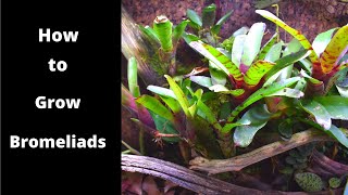 Bromeliad Video [upl. by Tuckie642]