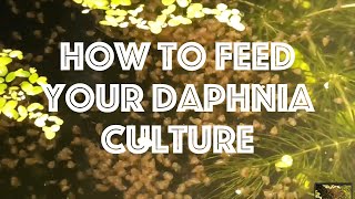 How To Feed Your Daphnia Culture [upl. by Flor657]