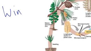 Gymnosperm Reproduction [upl. by Marven]