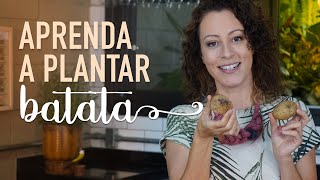 Conheça os SEGREDOS pra plantar BATATAS [upl. by Nesnah]