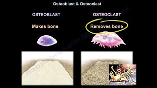 Osteoblast amp Osteoclast  Everything You Need To Know  Dr Nabil Ebraheim [upl. by Emmer]