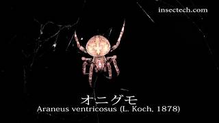 オニグモ（鬼蜘蛛） Araneus ventricosus L Koch 1878 [upl. by Budworth]