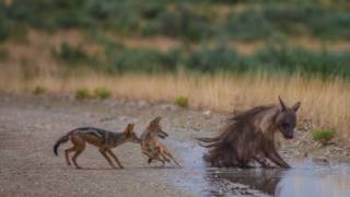 Jackals vs Brown Hyena [upl. by Hershel]