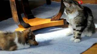 Shetland sheepdog puppy plays with a young maine coon [upl. by Omik]