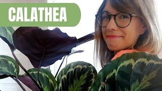 Prayer plant care  Calathea plant care [upl. by Mauretta]