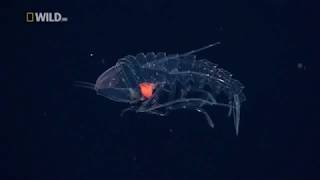 Creatures of the Deep Ocean National Geographic Documentary [upl. by Constantia]