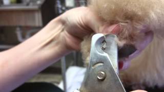 Trimming dogs nail to help quick recede [upl. by Kirschner508]