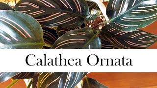 Calathea Ornata Addys Tips for Beginners Pinstripe Calathea [upl. by Levania718]