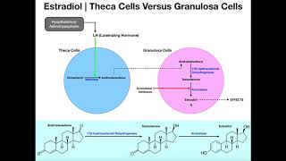 Estradiol Synthesis  Theca Cells amp Granulosa Cells [upl. by Inkster]