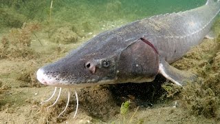 Saving the Sturgeon And we filmed them SPAWNING [upl. by Rosalynd899]