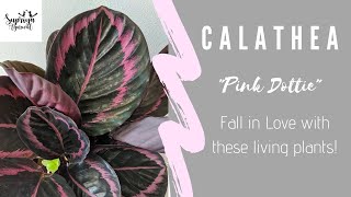 001 Timelapse of Calathea Roseopicta quotDOTTIEquot  House Plants  Blog [upl. by Malita992]