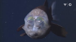 MBARIs Top 10 deepsea animals [upl. by Minette586]