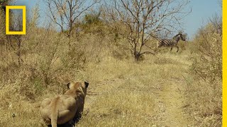 Lions Hunt Zebra  Savage Kingdom [upl. by Aneladgam]