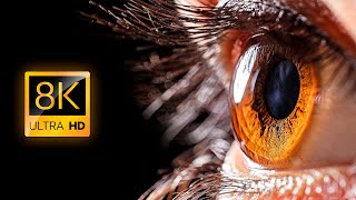 Everyday Objects in Macro in 8K ULTRA HD  8K TV [upl. by Yelad]