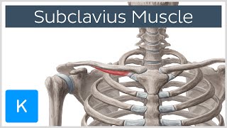 Subclavius Muscle  Origins amp Function  Human Anatomy  Kenhub [upl. by Swor]