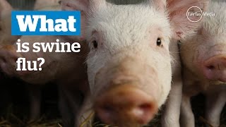 What is swine flu [upl. by Bobbie785]