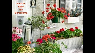 GERANIUM CARE BASICS amp 4 GERANIUM TYPES  Shirley Bovshow [upl. by Nnaylloh]