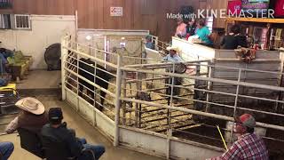 Selling cattle in west Tx [upl. by Iaras]