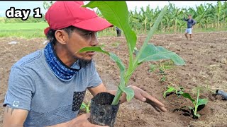 PLANTING BANANA LAKATAN DAY 1 TUTORIAL AND TIPS [upl. by Ran]