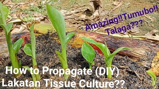 『How to Propagate DIY Lakatan Tissue Culture』 [upl. by Shipley]