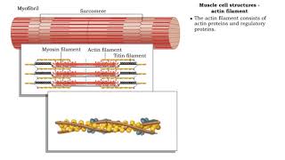 Muscle cell structures  actin myosin and titin filaments [upl. by Atiuqehs106]