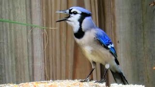 Blue Jay Imitating Red Shouldered Hawk Call [upl. by Llenaj]