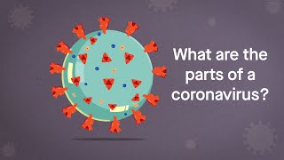 Coronavirus Anatomy Explained Science Simplified [upl. by Infeld]