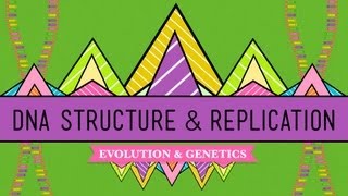 DNA Structure and Replication Crash Course Biology 10 [upl. by Marka]