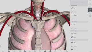 Anatomical Relations  Esophagus  Anatomy [upl. by Loredana]