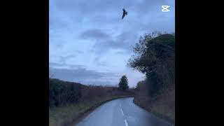 Dashcam Buzzard [upl. by Aserahs20]