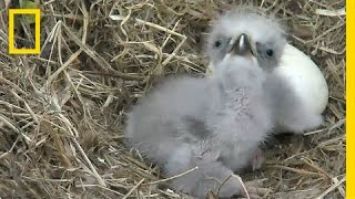 Highlights of Cute Baby Eaglets From DC’s Eagle Cam  National Geographic [upl. by Anetta]