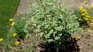 How to grow Dogwood  Gardening 101 by Dr Greenthumb [upl. by Nnayelsel]