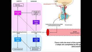 Specific Hormones  Functions of FSH and LH Gonadotropins [upl. by Tiana]