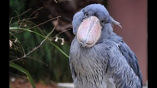 Shoebill  An Amazing Bird [upl. by Gaidano410]