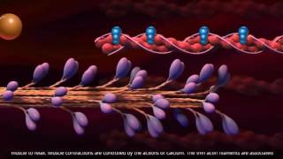 Muscle Contraction  Cross Bridge Cycle [upl. by Nimrak]