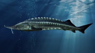 Facts The Beluga Sturgeon [upl. by Skillern]