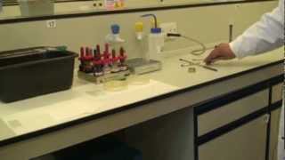 Microbiology Gram Stain [upl. by Eenram]