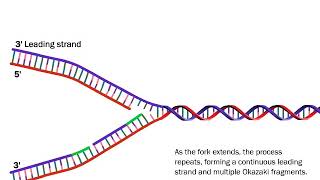 DNA Replication The Process Simplified [upl. by Larrad]