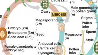 Angiosperm Life Cycle [upl. by Yarb]