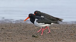 Oystercatchers [upl. by Iroc]