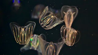 What makes comb jellies light up  Oceana [upl. by Anasus]