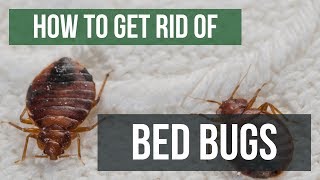 How To Get Rid of Bed Bugs Guaranteed 4 Easy Steps [upl. by Nnairahs]