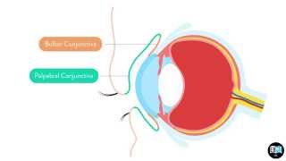 Eye Anatomy Chapter 2  The Conjunctiva 1 [upl. by Nevsa]