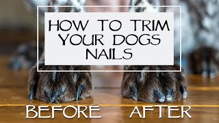 How To Trim Your Dogs Nails  Master Class [upl. by Merline535]