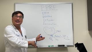 Parapontine reticular formation PPRF [upl. by Sugar157]