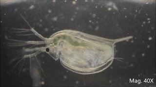 Daphnia magna under the Microscope [upl. by Atineb612]